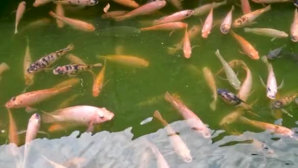 Tilápia Preta Laranja Que Vivem Lagoas Peixes Simples Para Atender — Vídeo de Stock