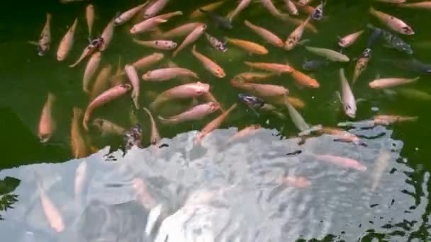 Zwarte Oranje Tilapia Die Eenvoudige Visvijvers Leven Aan Proteïnebehoeften Van — Stockvideo