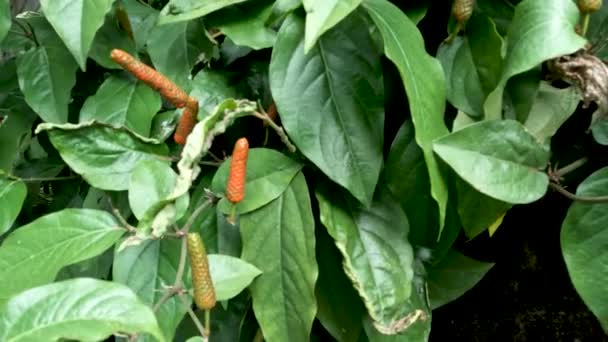 Pepper Retrofractum Plants Can Grow Narrow Areas Have Sufficient Sunlight — Stock Video