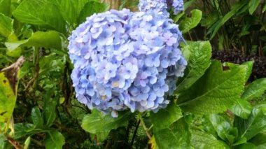 Çiçek açan ortanca veya ortanca çiçekleri mordur, sivri yapraklar yeşildir, bahçedeki ve bahçedeki süs bitkileridir.