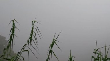 Doğu Java 'daki Lawu Dağı' nın yamaçlarını kaplayan yoğun sis, havayı soğutur ve dağlık bölgelerdeki görüş açısını azaltır.