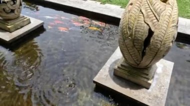 Sığ havuzlarda tutulan koi balıkları sürüleriyle yan yana yüzer, ev bahçesini süsler.