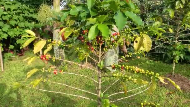 Drzewo Kawowe Które Wydaje Owoce Jest Gotowe Zbioru Oznaczone Kolorem — Wideo stockowe