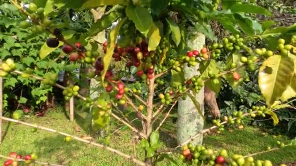 緑から赤へと変化した果実の色でマークされた果実を収穫する準備ができているコーヒー飲料を作る前に処理する必要があります — ストック動画