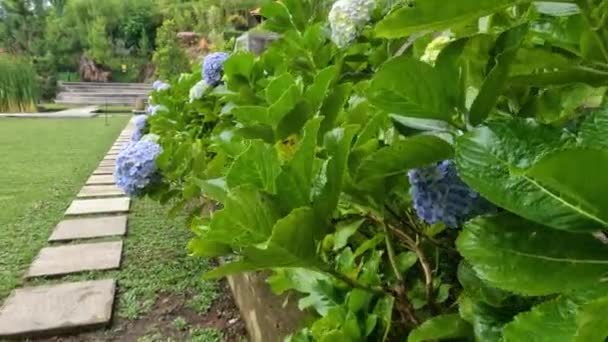 Flores Hortensia Hortensia Flor Son Color Púrpura Hojas Dentadas Son — Vídeo de stock