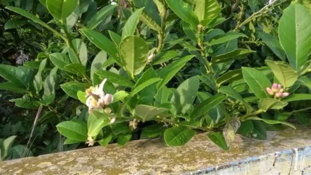 Rośliny Limonkowe Które Rozkwicie Mają Białe Fioletowe Kolory Zielone Liście — Wideo stockowe