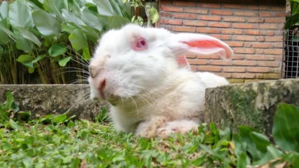 Rabbit Combination White Brown Color Sitting Green Grass Garden Pet — ストック動画