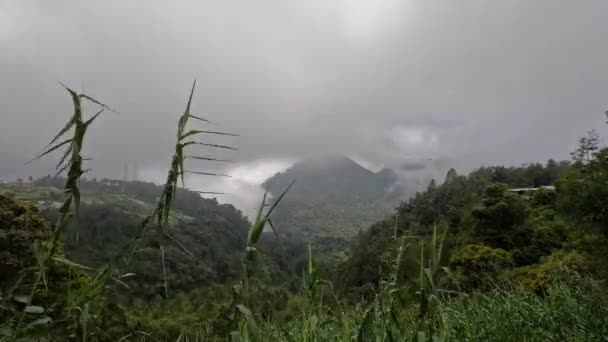 ローウ山 東ジャワ周辺の山の中で濃い霧の時間経過 高地の冷たい斜面の風景 — ストック動画