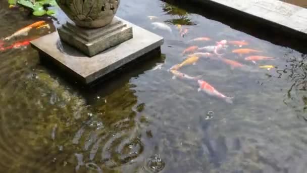 Koi Vissen Gehouden Ondiepe Vijvers Zwemmen Zij Aan Zij Met — Stockvideo