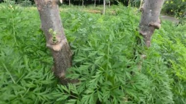 Kereviz bitkileri yerleşimciler için bir tarlada bakılıyor, tarım kırsal kesimdeki insanların çoğunun geçim kaynağıdır.