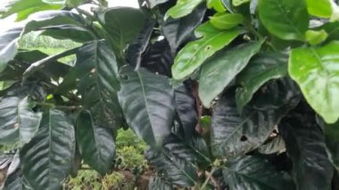 Kahve bahçıvanlığı, dağlık bölgelerdeki kırsal kesimlerin serin bir iklim gerektiren kahve bitkilerinin yetiştirilmesi için uygun işletmelerinden biridir.