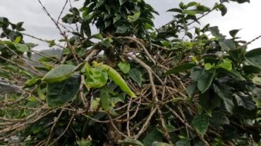 Kahve bahçıvanlığı, dağlık bölgelerdeki kırsal kesimlerin serin bir iklim gerektiren kahve bitkilerinin yetiştirilmesi için uygun işletmelerinden biridir.