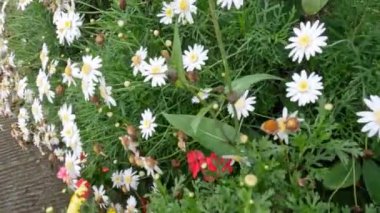 Yol kenarlarında yetişen minyatür çiçekli kozmos bitkileri, dağlık bölgelerdeki iklim ve soğuk hava büyümek için uygundur.
