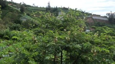 Leucaena bitkisi yıl boyunca gelişir ve meyve verir, tarım için dağlık alanların kenarında yetişir.