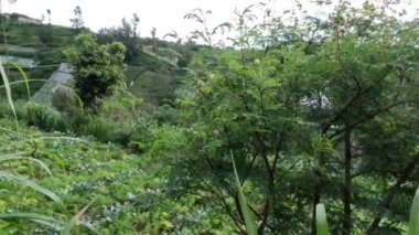Leucaena bitkisi yıl boyunca gelişir ve meyve verir, tarım için dağlık alanların kenarında yetişir.