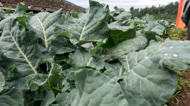 Cabbage Plants Thrive Fields Cold Mountainous Areas Used Food Rural — Stock Video