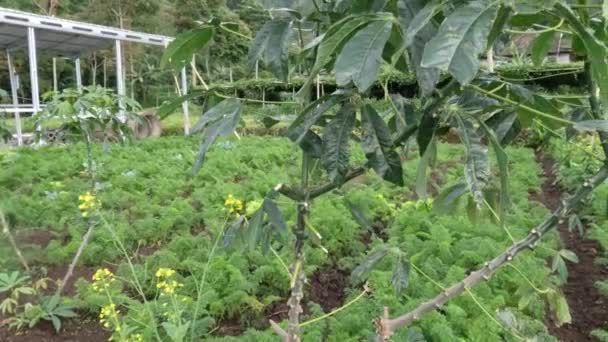 Rośliny Cassava Pod Opieką Dziedzinie Żywności Dla Ludności Rolnictwo Jest — Wideo stockowe