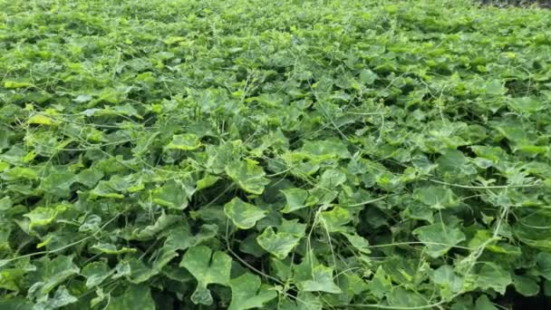 Las Plantas Chayote Cuidan Campo Para Alimentación Los Residentes Agricultura — Vídeos de Stock