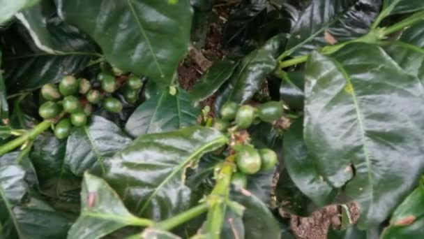 Ogrodnictwo Kawowe Jest Jedną Działalności Społeczności Wiejskich Wyżynach Nadaje Się — Wideo stockowe