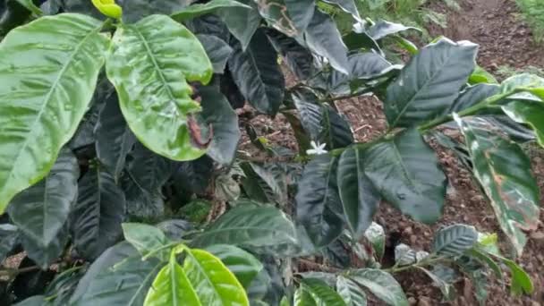 Coffee Gardening One Businesses Rural Communities Highlands Suitable Cultivation Coffee — Stock Video