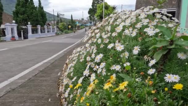 道端で成長する小さな花を咲かせるコスモスの植物 高地の気候と寒さは成長に適しています — ストック動画