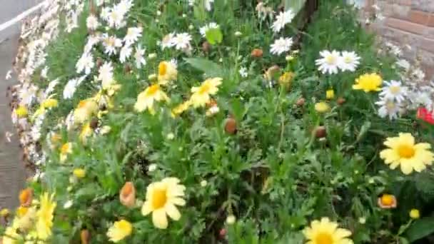 Φυτά Cosmos Μικροσκοπικά Λουλούδια Που Ευδοκιμούν Στις Άκρες Των Δρόμων — Αρχείο Βίντεο