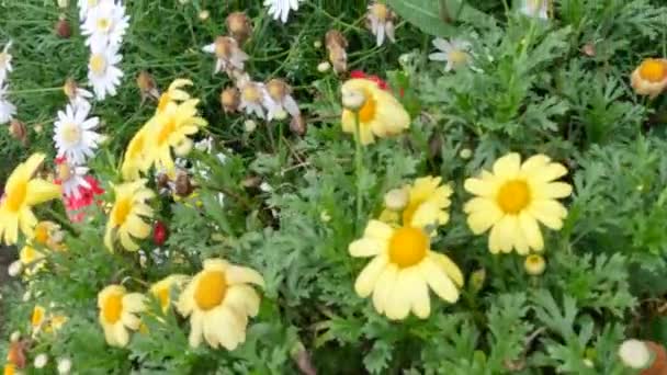 Kosmické Rostliny Miniaturními Květy Které Vzkvétají Silnicích Podnebí Chladné Počasí — Stock video