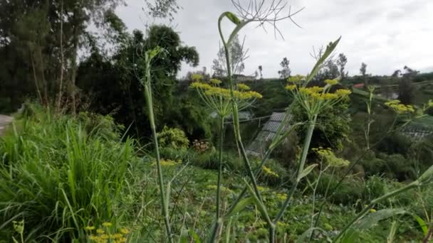 Растения Фенхеля Ухаживают Поле Питания Жителей Сельское Хозяйство Является Источником — стоковое видео