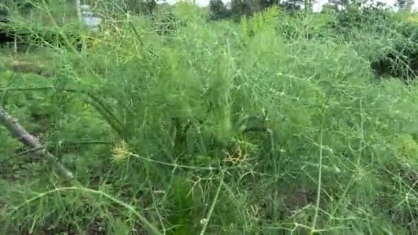 Rezene Bitkileri Yerleşimciler Için Bir Tarlada Bakılıyor Çiftlik Kırsal Kesimdeki — Stok video