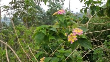 Merapi Dağı 'nın yamaçlarındaki tarlalar, yeterli ısı ve soğuk hava sıcaklıklarına sahip tropikal alanlar, sebze yetiştirmek için uygun kırsal alanlar.