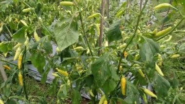 Geleneksel olarak dağlık alanlarda acı biber yetiştirme, bitkiler meyve veriyor, gün içinde sis var.