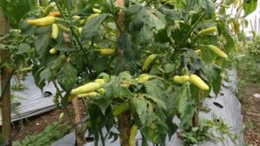 Geleneksel olarak dağlık alanlarda acı biber yetiştirme, bitkiler meyve veriyor, gün içinde sis var.