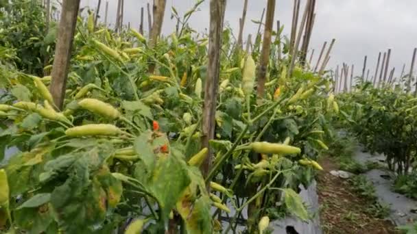 Cultivation Chili Plants Mountainous Areas Traditional Way Plants Bearing Fruit — Video Stock