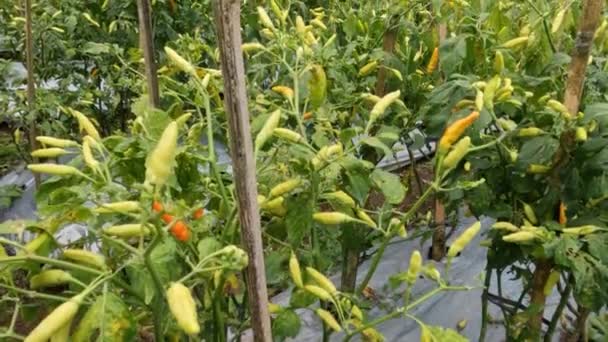 Odling Chiliväxter Bergsområden Traditionellt Sätt Växterna Bär Frukt Tiden Dagen — Stockvideo