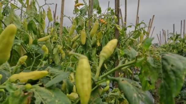 Cultivation Chili Plants Mountainous Areas Traditional Way Plants Bearing Fruit — Video Stock