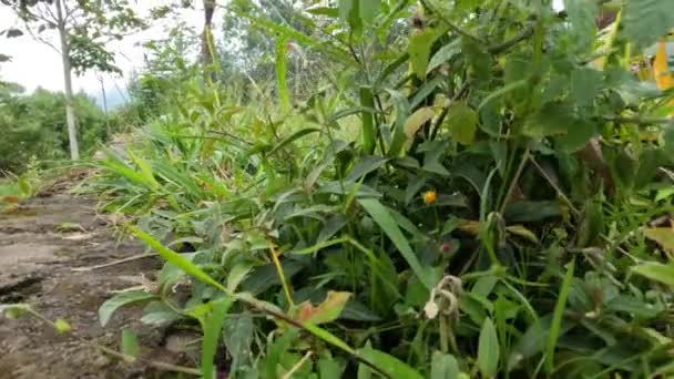 日中の熱帯の緑の草の上のカメラの動きと少し霧の多い天気 農村部の自然景観 — ストック動画