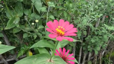 Evin bahçesinde küçük bir zinnia çiçeği bahçesi, güzel görünmesi için ana sayfayı süslemek için, tropikal iklim evinde bir bahçe.