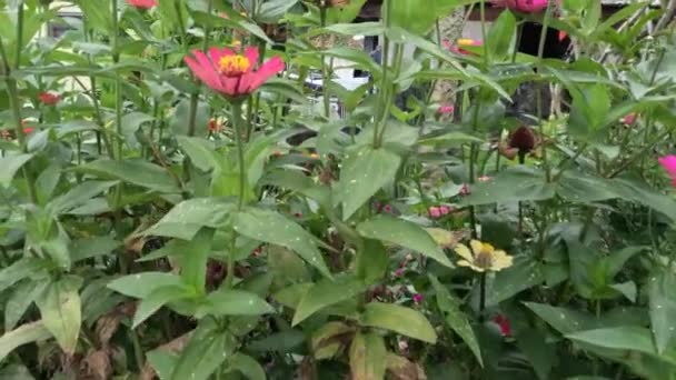 Egy Kis Zinniai Virágoskert Ház Udvarán Hogy Díszítse Kezdőlapot Hogy — Stock videók