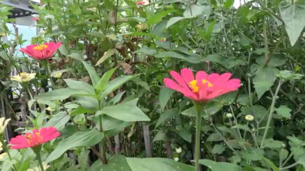 Ένα Μικρό Κήπο Λουλουδιών Zinnia Στην Αυλή Του Σπιτιού Για — Αρχείο Βίντεο