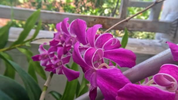 Рослини Орхідей Які Цвітуть Фіолетовими Висаджені Горщики Розміщені Терасі Будинку — стокове відео