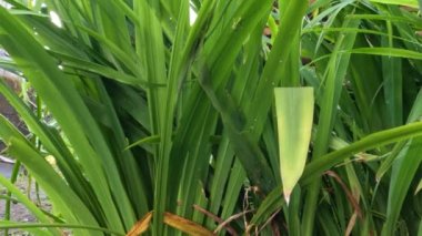 Yeşil yaprakları olan sarı iris çiçeği bitkisi, evin bahçesinde yetişir, doğal bir bahçe süsü olarak..