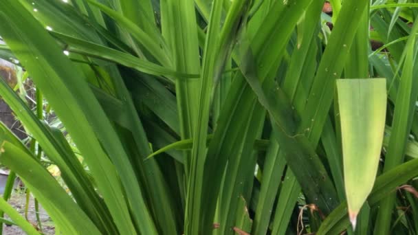 Planta Flor Íris Amarela Que Tem Folhas Forma Lâmina Verde — Vídeo de Stock