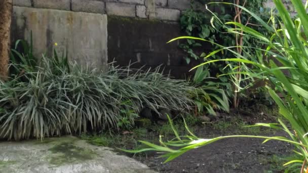 Pianta Gialla Iris Fiore Che Foglie Forma Lama Verde Prospera — Video Stock