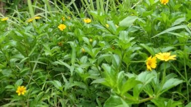 Pirinç tarlalarında yetişen, sarı çiçekleri olan, diğer otlarla karışan sürünen düğün çiçeği.