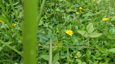 Pirinç tarlalarında yetişen, sarı çiçekleri olan, diğer otlarla karışan sürünen düğün çiçeği.