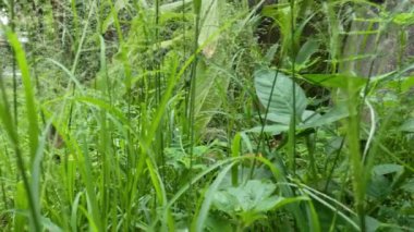 Bahçede veya tarımsal alanda yetişen yabani otlar taze yeşildir ve tropikal bölgelerdeki bitki örtüsünün bir tamamlayıcısı ve karakteristiği haline gelir.