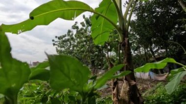 Bahçede veya tarımsal alanda yetişen yabani otlar taze yeşildir ve tropikal bölgelerdeki bitki örtüsünün bir tamamlayıcısı ve karakteristiği haline gelir.