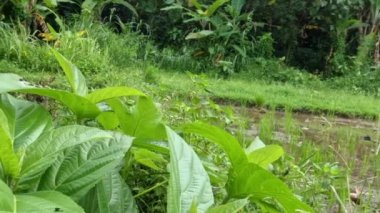 Kıllı incir bitkisinin yeşil yaprakları, sapları ve dalları vardır. Tüm yüzey beyaz ince kıllara sahiptir. Deriye maruz kaldığında sert hisseder..