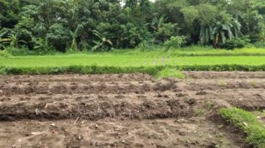 Hâlâ küçük, yeşil yapraklı ve yeşil saplı küçük pirinç bitkilerinin yetiştirilmesi, sivri uçlu keskin yaprak uçları