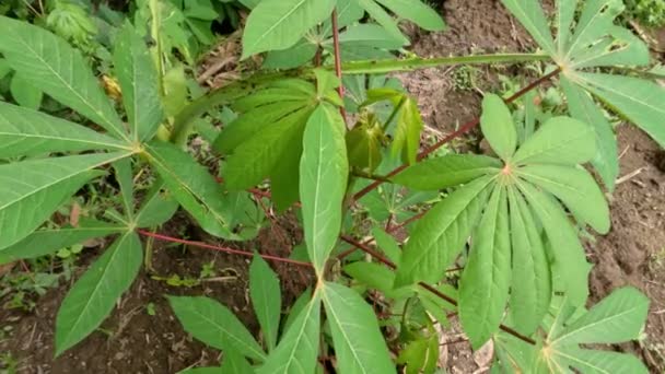 Plantă Tânără Casava Frunze Verzi Forma Frunzelor Este Obicei Ciudată — Videoclip de stoc